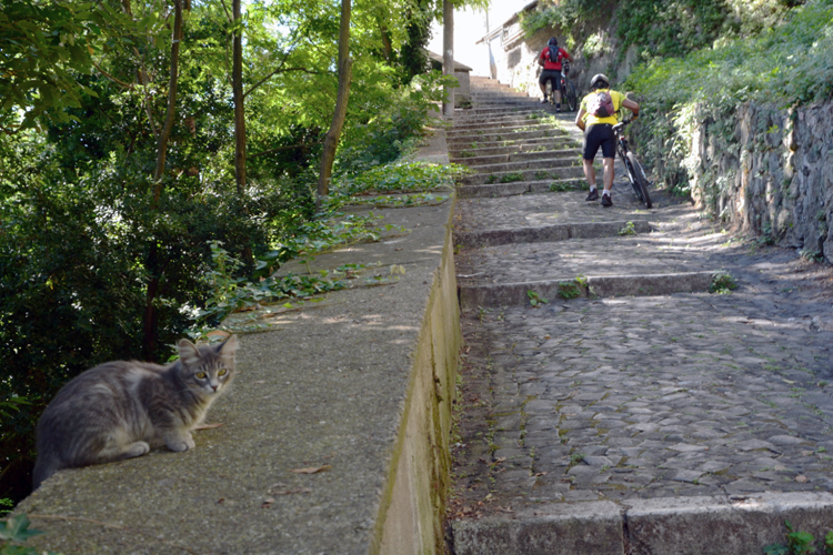 ../Images/Castel_Gandolfo.Gatto e ciclisti.jpg